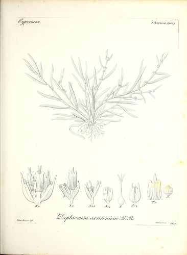 Diplacrum