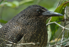Zebrilus undulatus