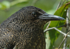 Zebrilus undulatus