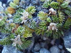 Anisotome imbricata prostrata