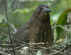 Zebrilus undulatus