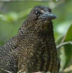 Zebrilus undulatus