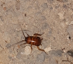 Periplaneta americana