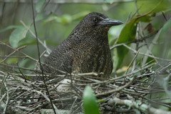 Zebrilus undulatus