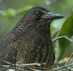 Zebrilus undulatus