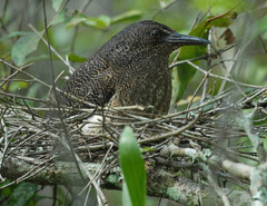 Zebrilus undulatus