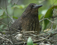 Zebrilus undulatus