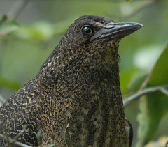 Zebrilus undulatus