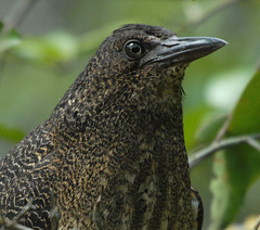 Zebrilus undulatus