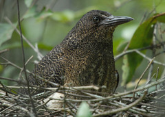 Zebrilus undulatus