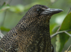 Zebrilus undulatus