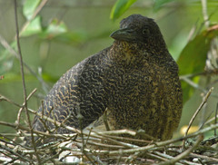 Zebrilus undulatus