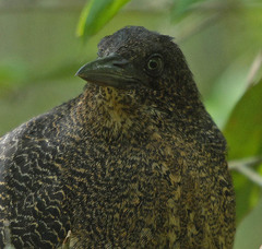Zebrilus undulatus