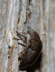 Diolcus chrysorrhoeus