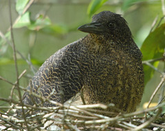 Zebrilus undulatus