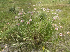 Erigeron aliceae
