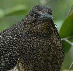 Zebrilus undulatus