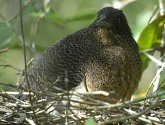 Zebrilus undulatus