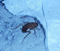 Periplaneta americana