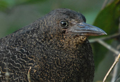 Zebrilus undulatus