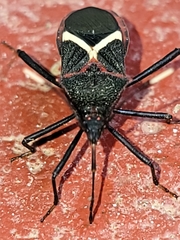 Leptoscelis conspicuus