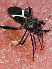 Leptoscelis conspicuus