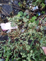Chenopodium album