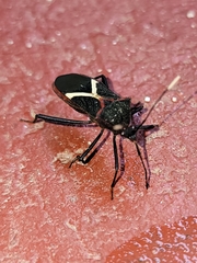 Leptoscelis conspicuus