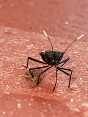 Leptoscelis conspicuus