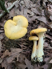 Cantharellus chicagoensis