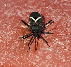 Leptoscelis conspicuus