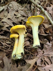 Cantharellus chicagoensis