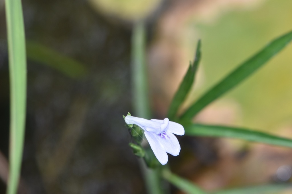Lance-leaved water-willow
