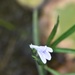 Justicia lanceolata - Photo (c) Jake Smith,  זכויות יוצרים חלקיות (CC BY-NC), uploaded by Jake Smith