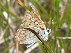 Tharsalea nivalis