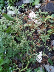 Chenopodium album