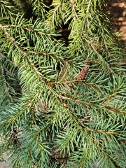 Picea pungens