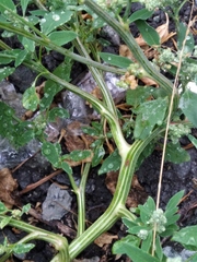 Chenopodium album
