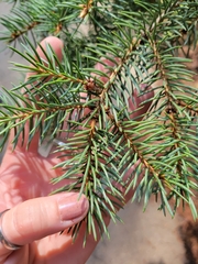 Picea pungens