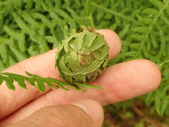 Herpetogramma theseusalis