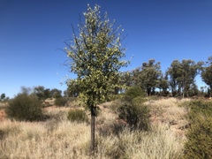 Psydrax oleifolia