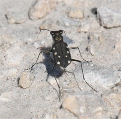 Cicindela ocellata rectilatera