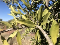Psydrax oleifolia