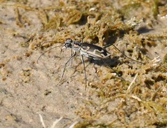 Ellipsoptera sperata