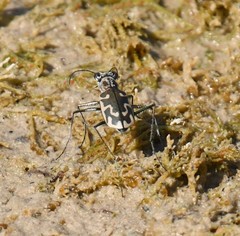 Ellipsoptera sperata