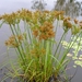 Giant Sedge - Photo (c) eyeweed, some rights reserved (CC BY-NC-ND)