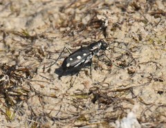 Cicindela ocellata rectilatera