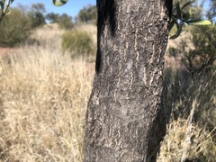 Psydrax oleifolia
