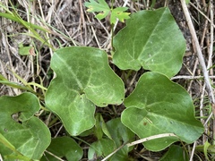 Asarum wagneri