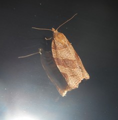 Pandemis cinnamomeana
